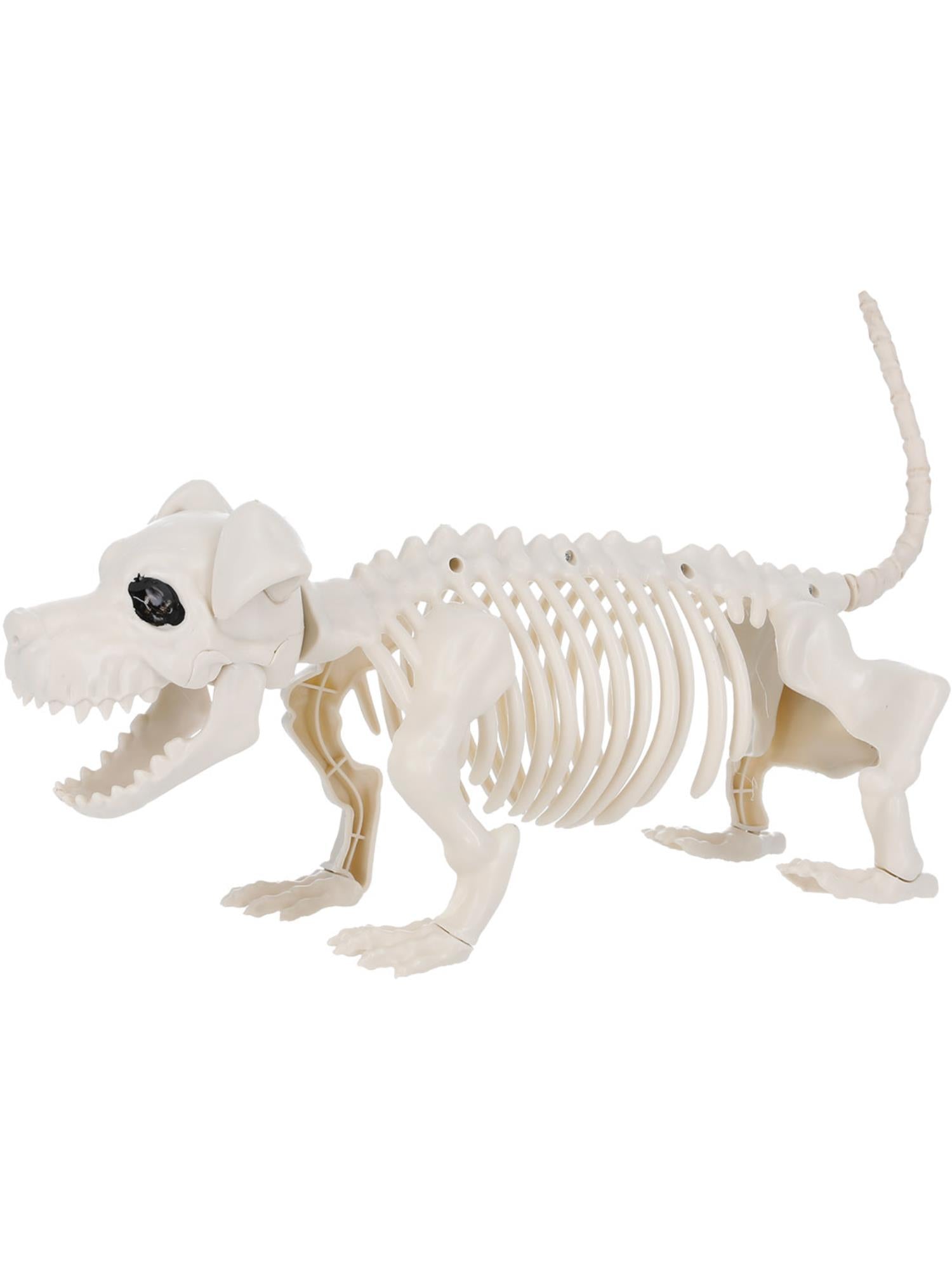Dachshund Dog Skeleton Prop