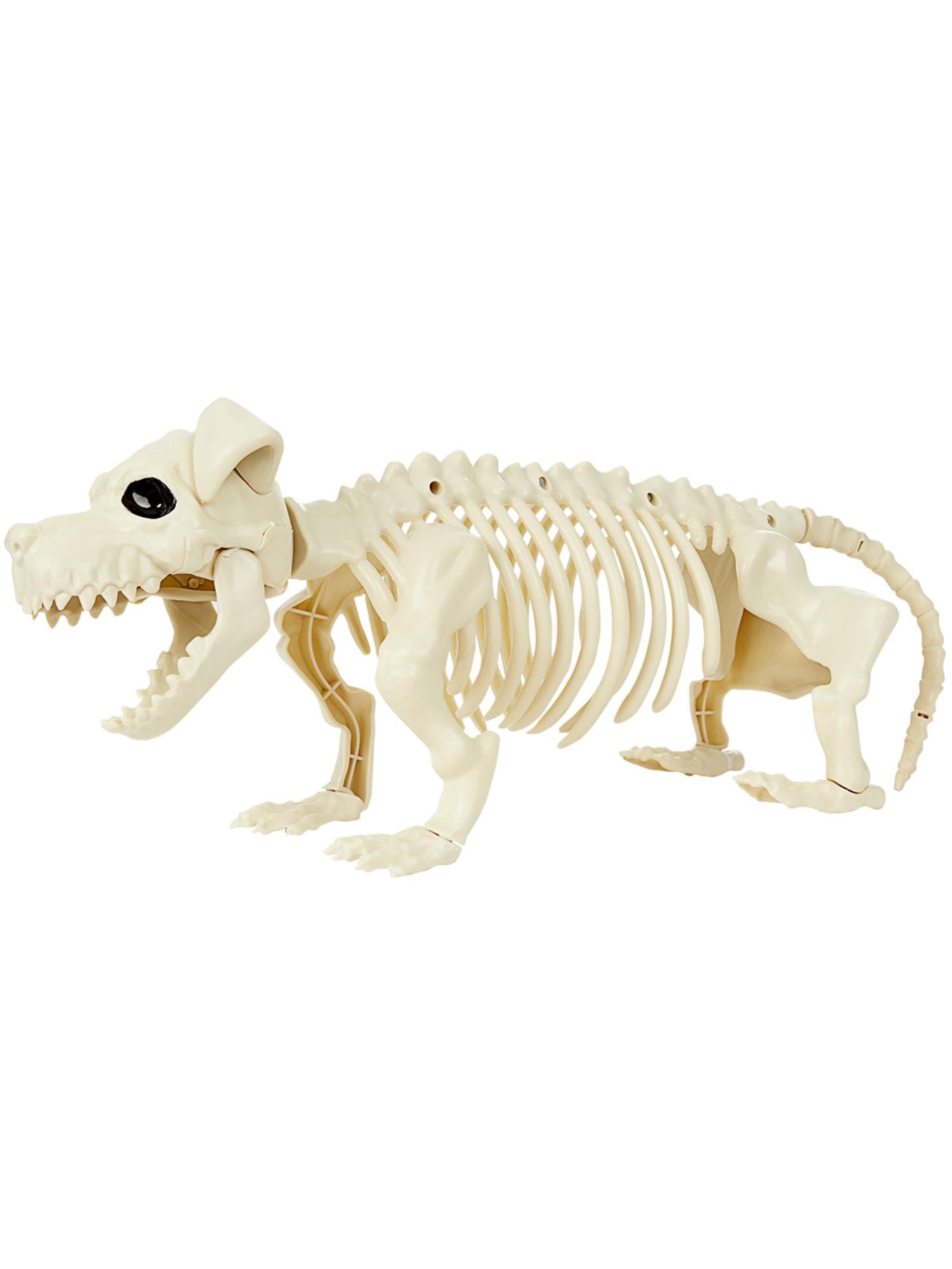 Dachshund Dog Skeleton Prop