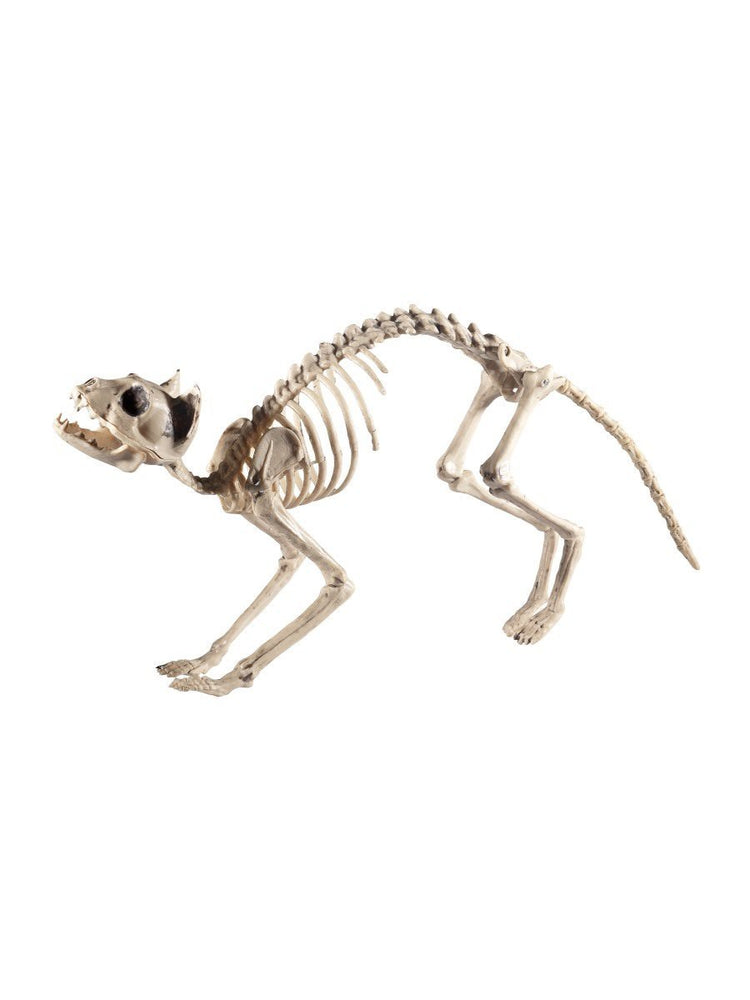 Cat Skeleton Prop  60x12x25cm /24x5x10in