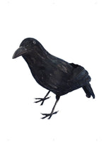 Crow Feathered