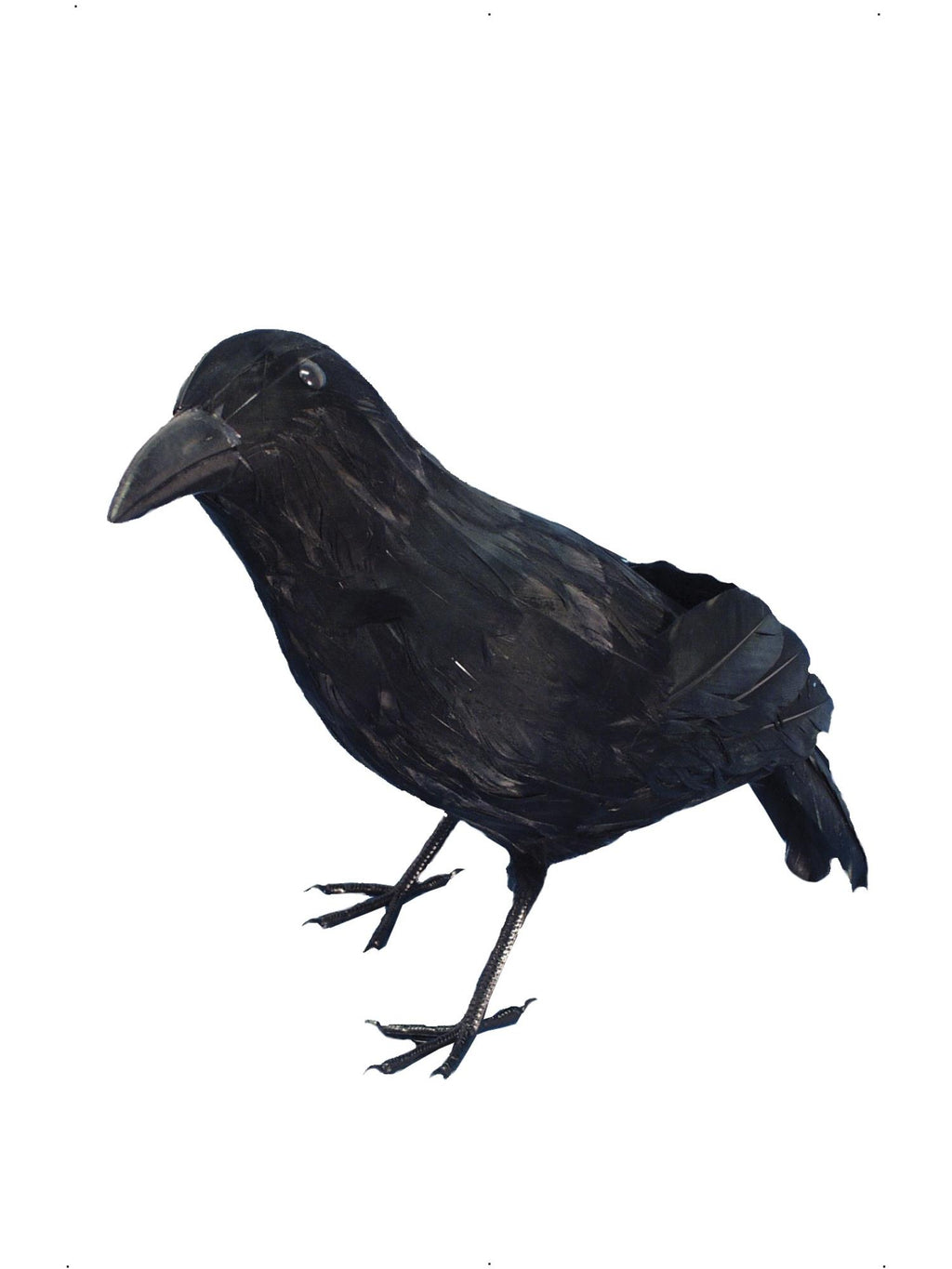 Crow Feathered