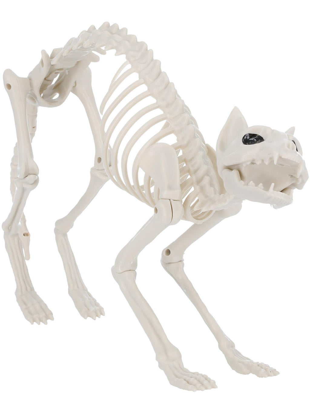 Cat Skeleton Prop  60x12x25cm /24x5x10in
