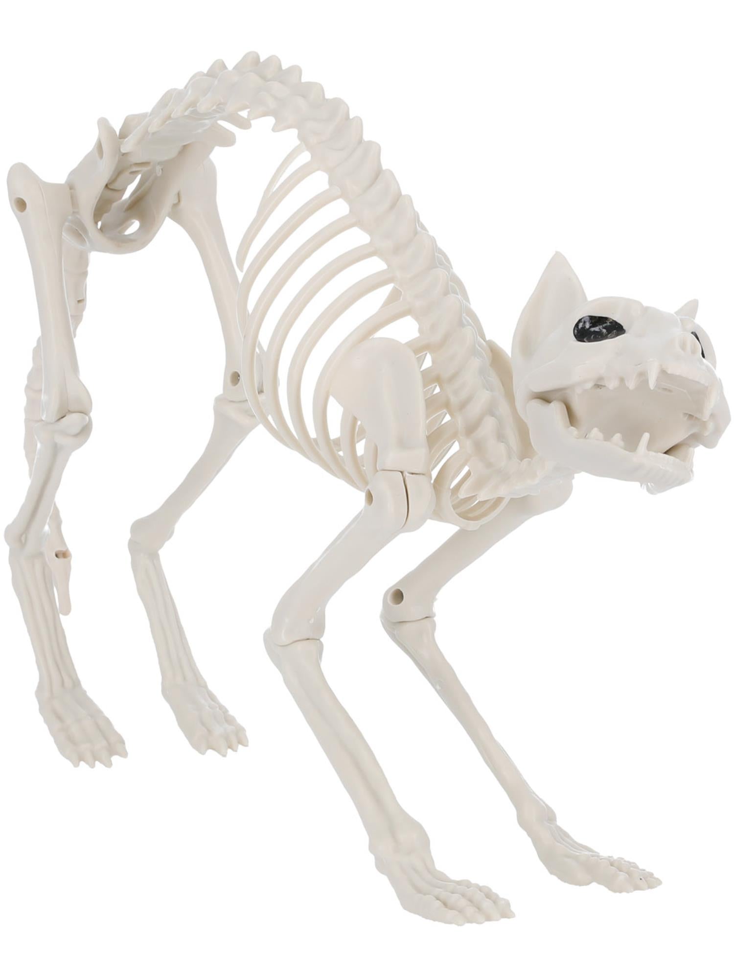 Cat Skeleton Prop  60x12x25cm /24x5x10in