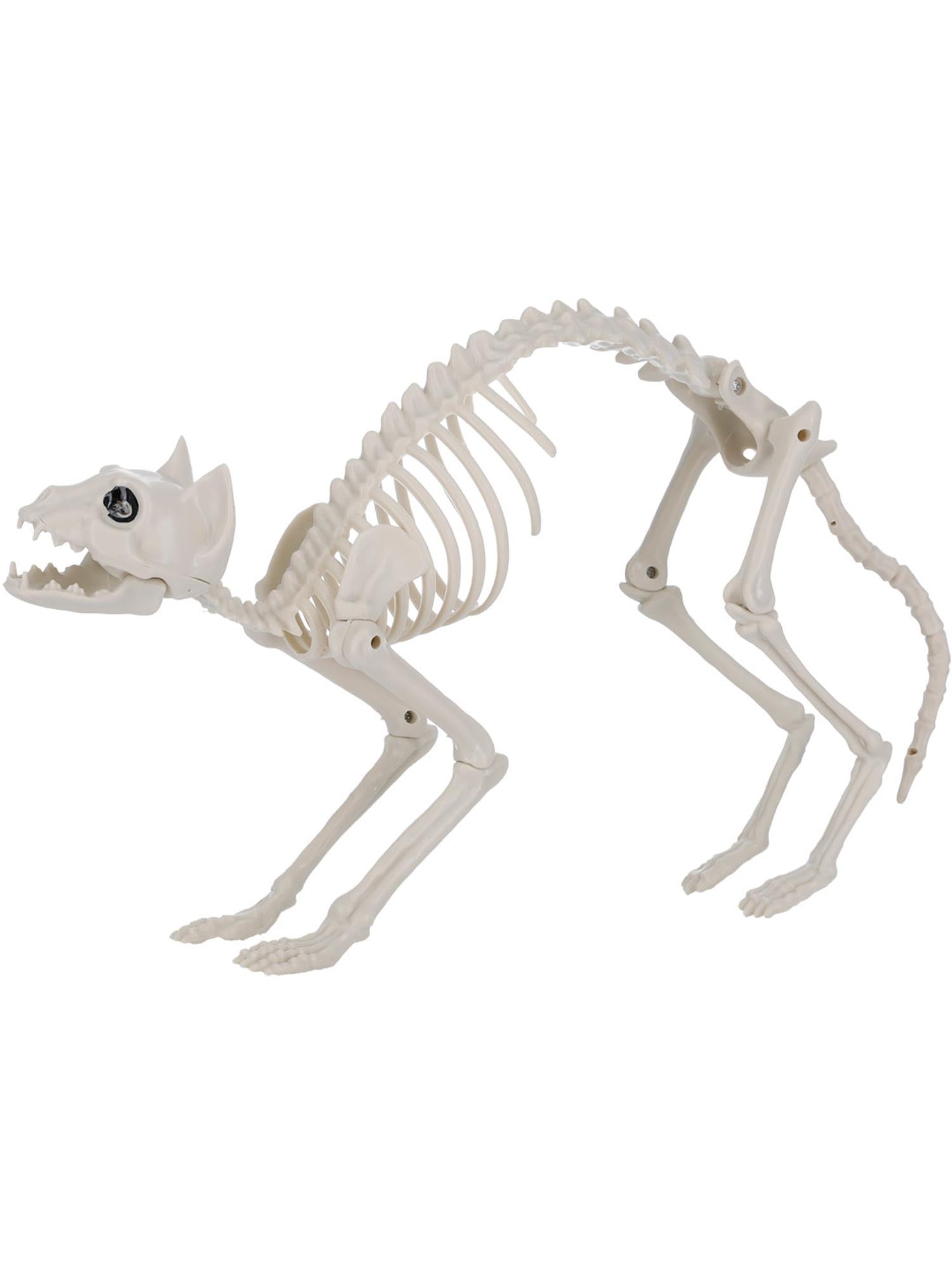 Cat Skeleton Prop  60x12x25cm /24x5x10in