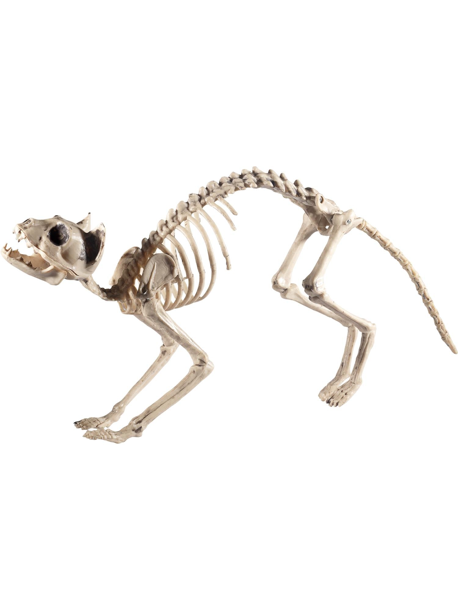 Cat Skeleton Prop  60x12x25cm /24x5x10in